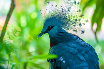 Unusual Crowned Pigeon in a green park. beauty of nature. Bird watching