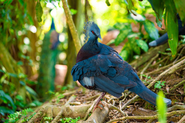 Unusual crowned dove in a green park cleans feathers. Beauty of nature. Bird watching