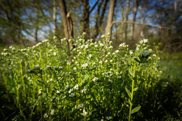 Beautiful wildflowers and grass, nature