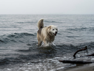 Pies w morzu