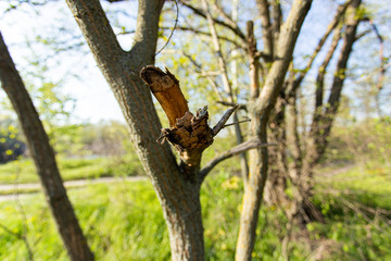 Broken tree branch, nature and forest