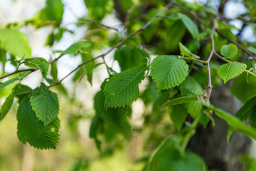 Green leaves on the tree, background
