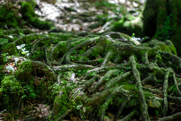 The branched roots of an old tree on the surface of the earth closeup. Green moss among the roots in the summer forest. In the summer, sunlight penetrates tree branches.
