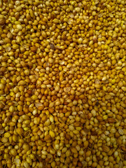 Whole dry dhaniya or coriander spice vegetable food, closeup. Nepal