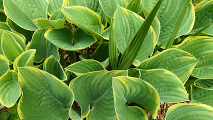 green leaves background texture
