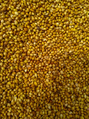 Whole dry dhaniya or coriander spice vegetable food, closeup. Nepal