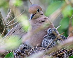 Proud mama Mourning Dove and her babies © sal