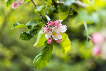 English apple blossom in April