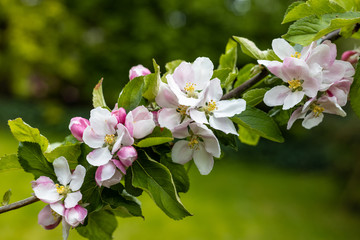Obraz na płótnie Canvas English apple blossom in April