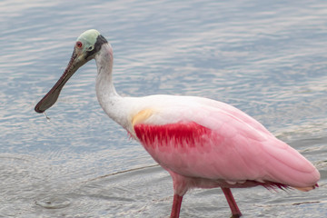 Roseate Spoonbill a large wading bird know for its pink plumage as well as it’s Spoon-shaped bill, feeding in a small pond in south Florida 