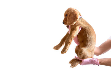 English cocker spaniel in the hands of a veterinarian on a white background with copyscape