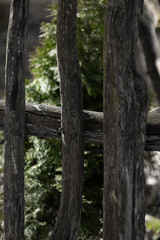 Fototapeta premium old wooden fence