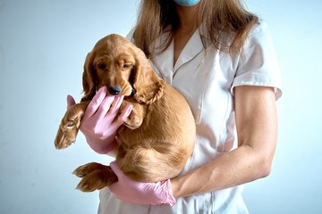 Veterinarian in a white coat and gloves with a puppy