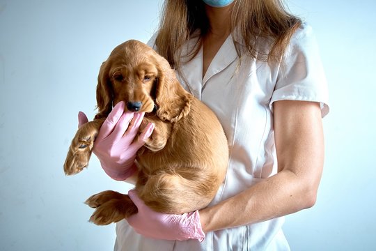 Veterinarian in a white coat and gloves with a puppy
