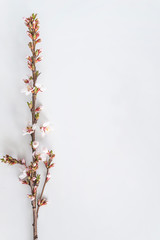 Beautiful sakura twig with blossom on white background. Vertical picture, copy space