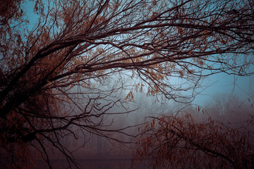 Fog in natural autumn forest on rainy day, foggy woods landscape.