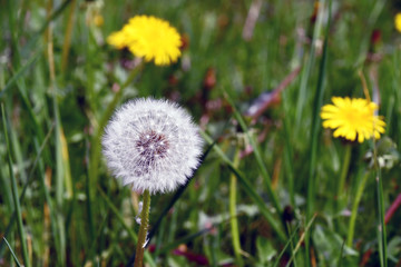 The dandelion shower head in the middle of the lawn