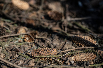 Lots of fir cones in the forest under the sun