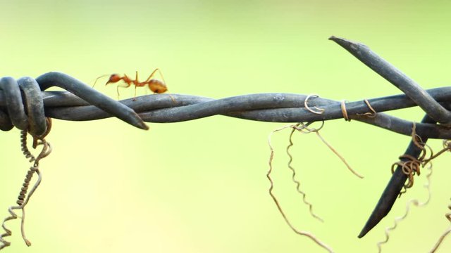 Red ants running on old barbwire footage 4K