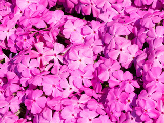 Phlox subulata | Phlox rampant ou phlox subulé aux abondantes fleurs flammées, étoilées, pétales cordiformes, veinés, rose pâle, tachetée autour du coeur de rose foncé