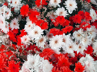 blooming white red chrysanthemum bouquet, colorful flowers arrangement