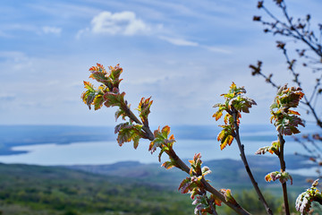 blooming tree on the background of a lake in the North Caucasus Russia