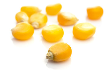 Yellow corn seed for popcorn isolated on white. Sweet agriculture kernel grain background. Used in cooking as vegetable or source of starch.