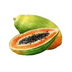 Papaya composition on watercolor paper isolated on white background. Colorful fruit illustration.