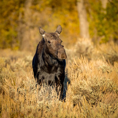 Female Moose in an autumn forest closeup in the wilderness