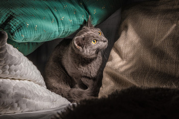 Chat jouant avec ses jouets