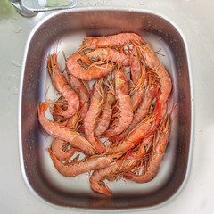 Washing large fresh prawns in the sink. Cooked fresh giant prawns