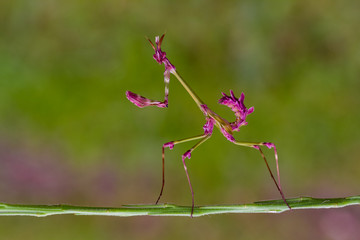 pink mantis