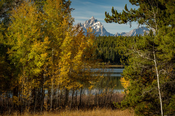Fall Aspen trees make a nice frame for the distant Teton Mountains
