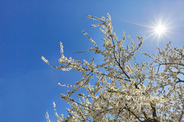White flowers on the branches of an apple tree on a background of blue sky and sun