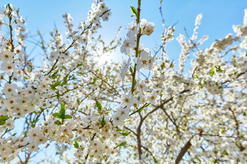 White flowers on the branches of an apple tree on a background of blue sky and sun