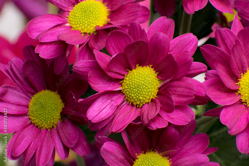 Sticker Chrysanthemum flowers close up.Pink Chrysanthemums.Floral background.