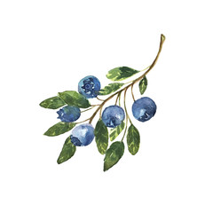 A branch of blueberries hand drawn in watercolor. Blue berries, fresh natural product for health. Vector - 343173609