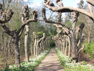 Allee im Gutspark Kissenbrück