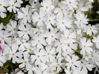 Phlox subulata | Phlox rampant ou phlox subulé aux abondantes fleurs à pétales cordiformes,...