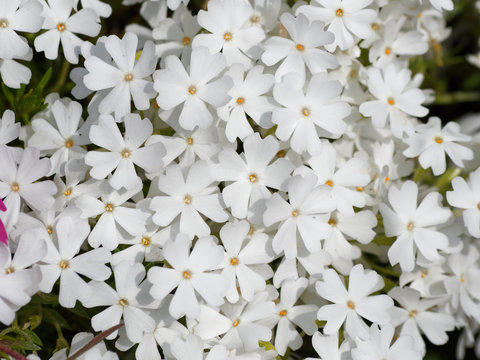 Phlox subulata | Phlox rampant ou phlox subul&eacute; aux abondantes fleurs &agrave; p&eacute;tales cordiformes, vein&eacute;s de couleur blanche