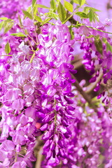 Flowers aesthetics wallpaper. Nature lover concept. Blooming purple lilac