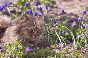 Naklejka na ściany i meble A gray fluffy cat lies among the flowers in the garden. Pet rests among blue muscaris in spring