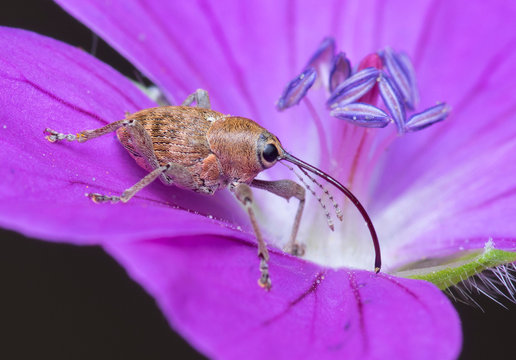  Female of acorn weevil (Curculio glandium)