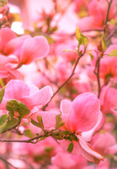 Nature aesthetics wallpaper. Blooming magnolia tree