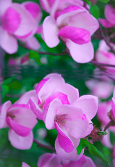 Fototapeta na wymiar Nature aesthetics wallpaper. Blooming magnolia flowers fashion background