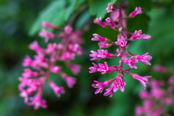 Obraz premium pink flowers in the garden
