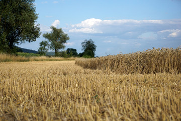 wheat field and blue sky