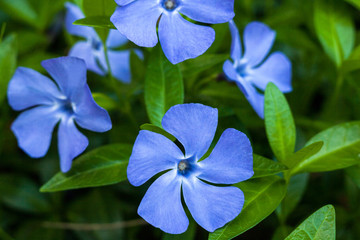Fototapeta na wymiar Blue vinca flowers