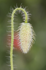 Papaver dubium long head poppy blindeyes beautiful flower of deep red color and medium size on...