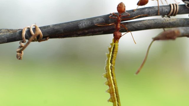 One red ant eating a worm in the daytime